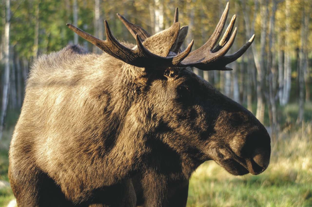 Moose