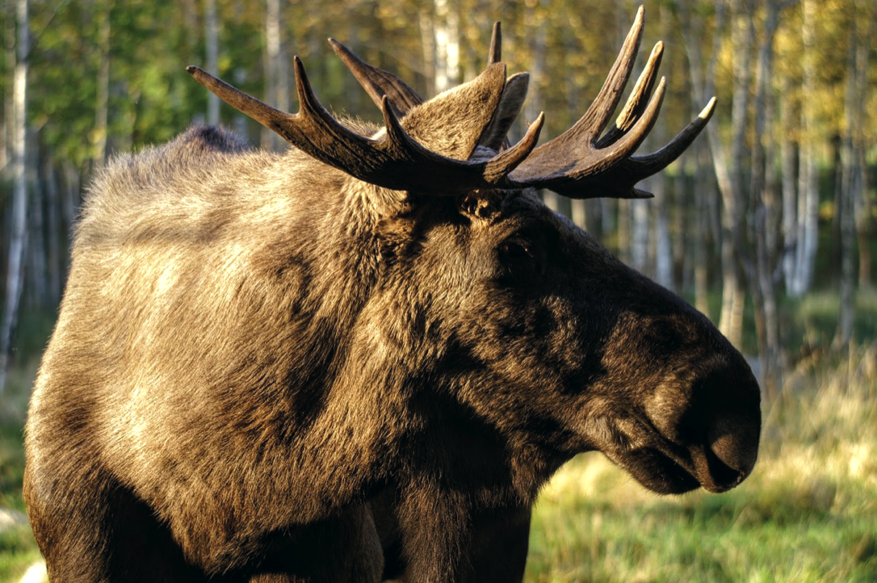 Älg i det småländska landskapet